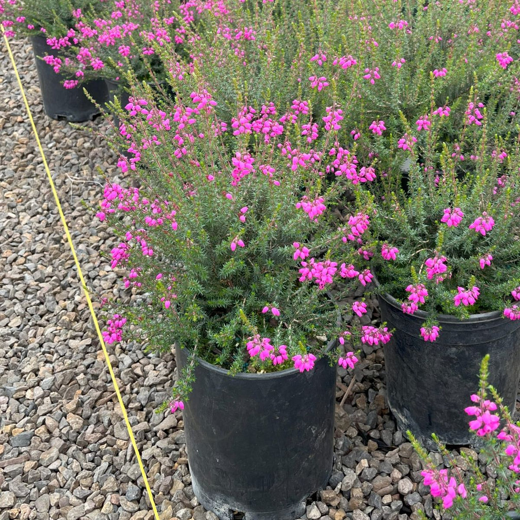Erica ci. 'Knap Hill Pink' (magenta) (July-Sept.)
