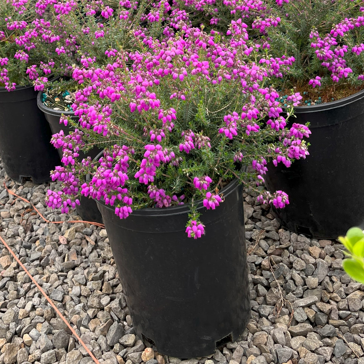 Erica ci. 'P.S. Patrick' (purple) (July-Sept.)