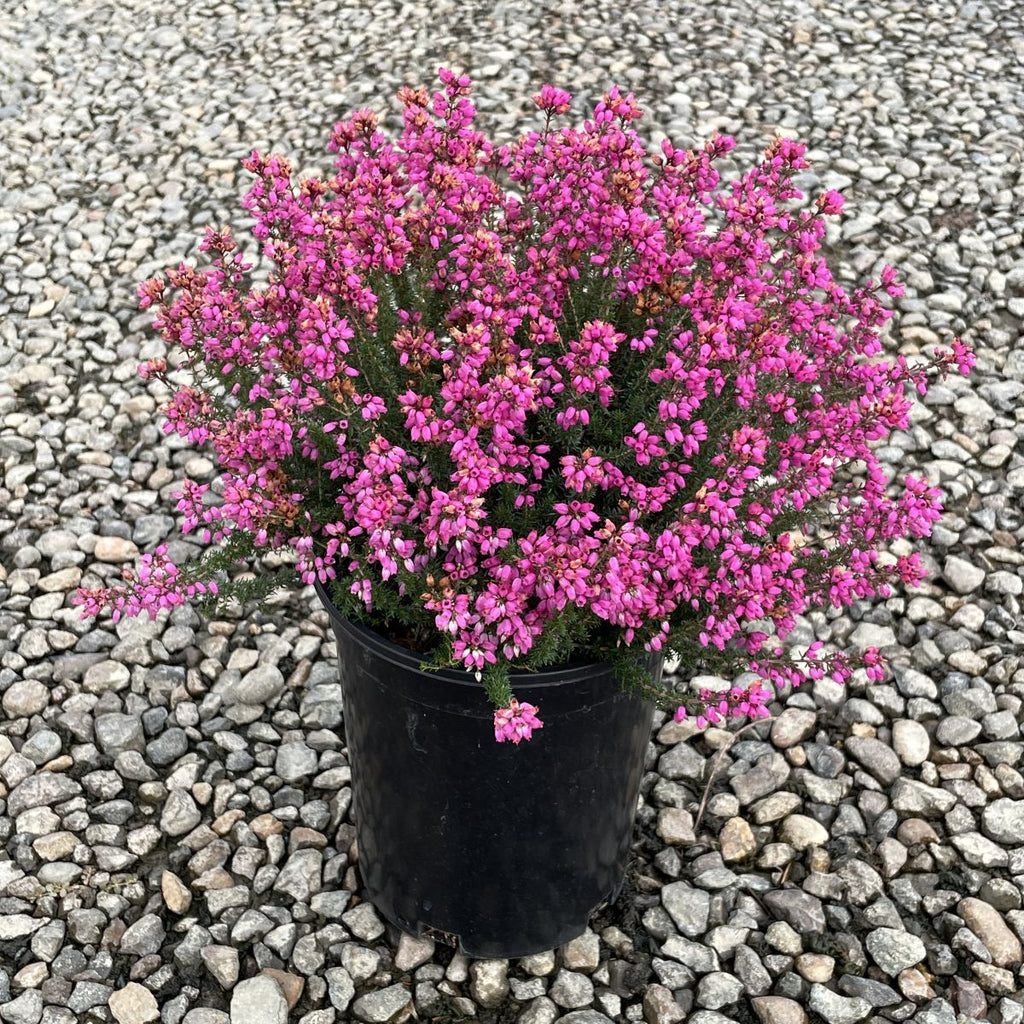 Erica ci. 'Rosabella' (pink) (Jun.-Sept.)