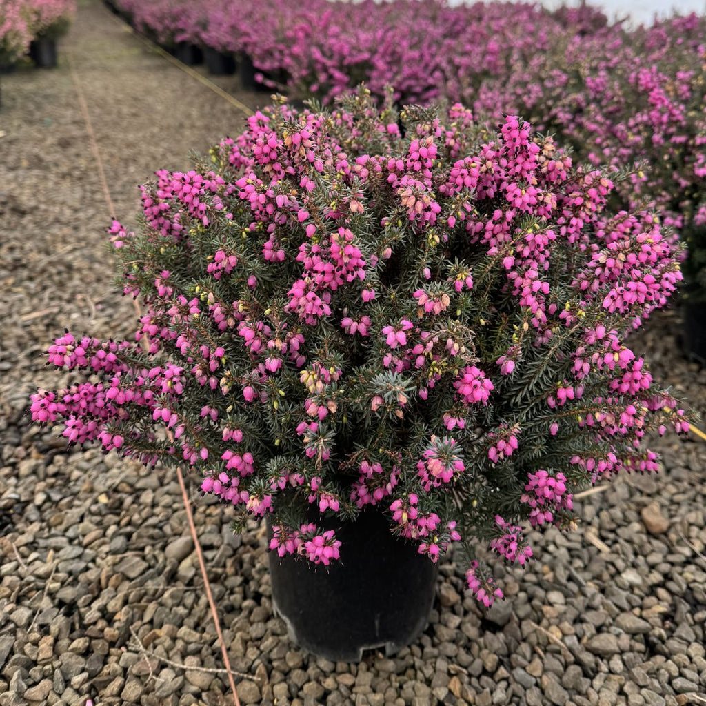 Erica x dar. WINTER BELLES® 'Lucie' (lavender) (Jan.-Mar.)