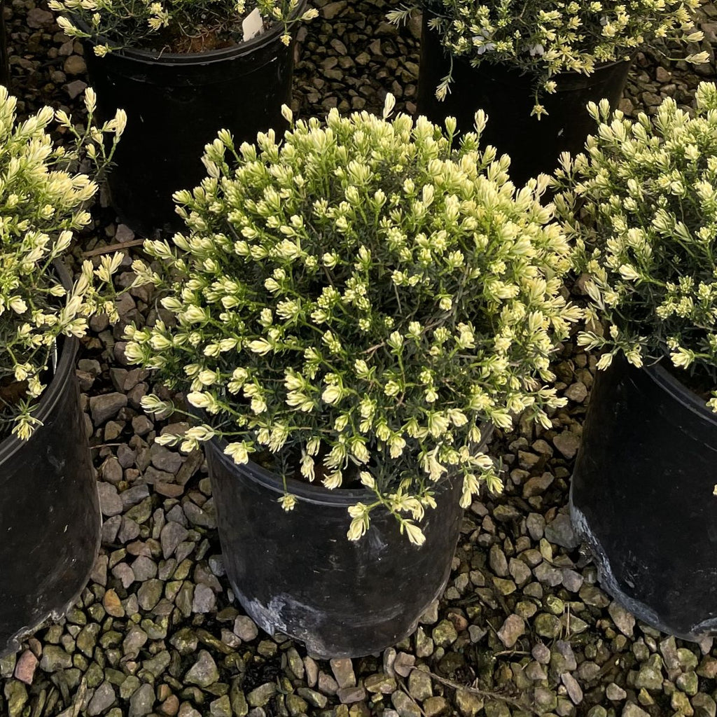 Erica x dar. WINTER BELLES® 'Katia' (white) (Nov.-May)