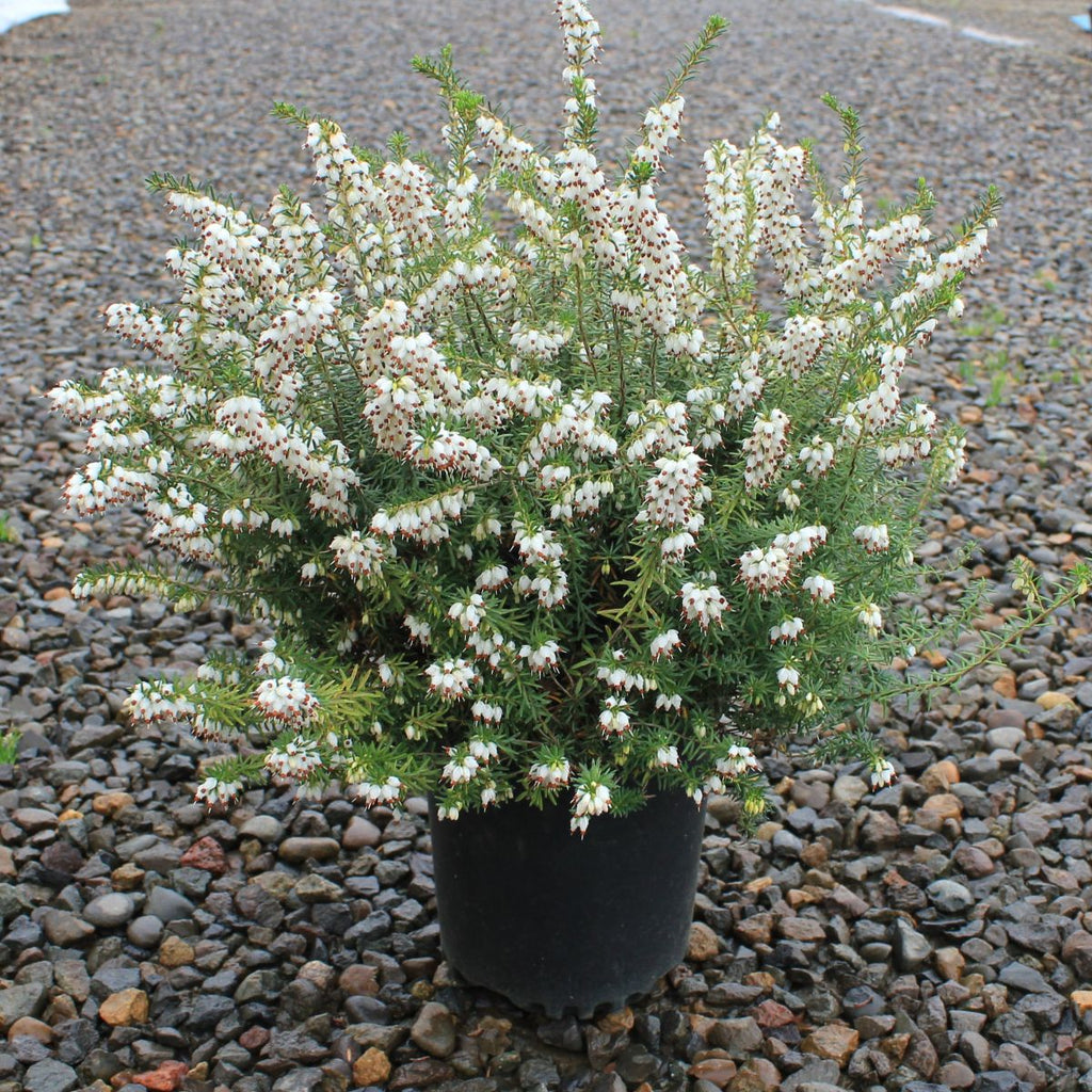 Erica x dar. 'Beacon Hill' (white) (Jan.-Mar.)