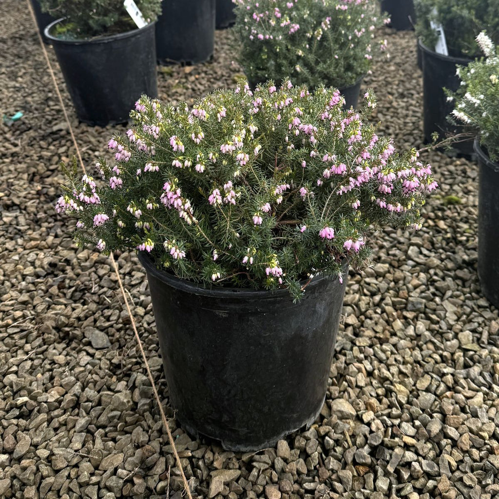 Erica x dar. 'Darley Dale' (pink)