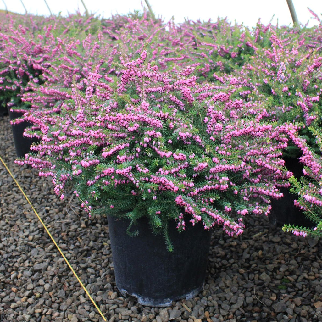 Erica x dar. 'Eva Gold' (pink) (Jan.-Mar.)