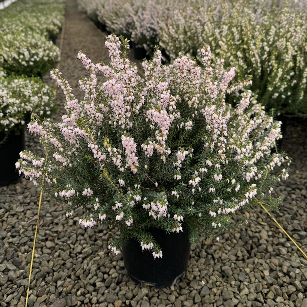 Erica x dar. 'Jenny Porter' (light pink) (Jan.-Mar.)