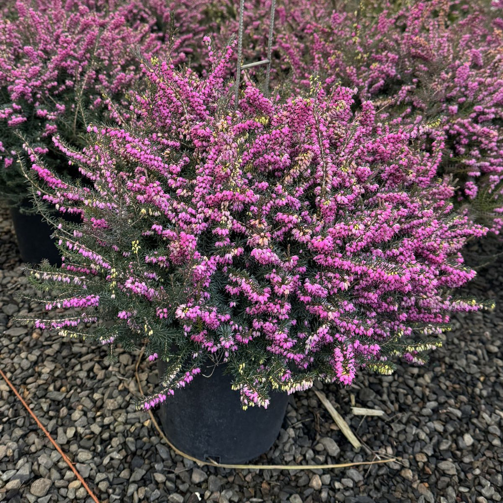 Erica x dar. 'Kramer's Red' (magenta) (Jan.-Mar.)