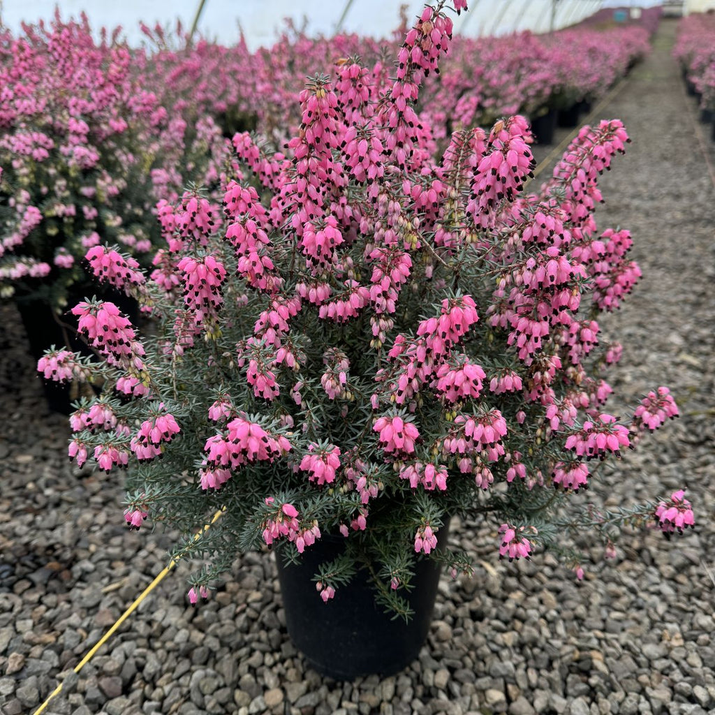 Erica x dar. 'Pink Harmony' (pink) (Dec.-May)