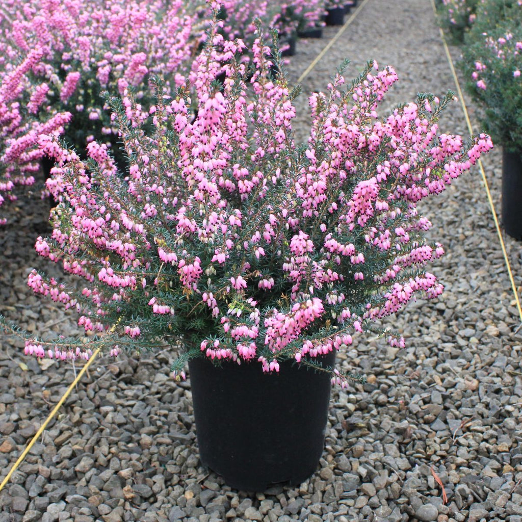 Erica x dar. 'Rubina' (pink) (Jan.-Mar.)