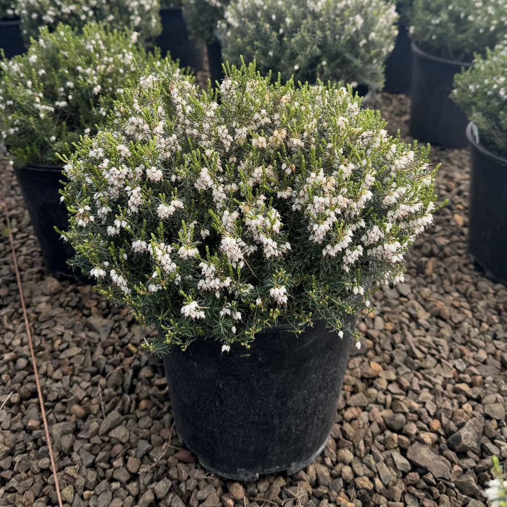 Erica x dar. 'White Perfection' (white) (Jan.-Mar.)