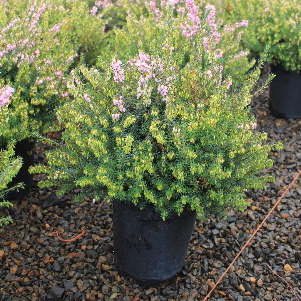 Erica x dar. 'Winter Surprise' (pink) (Jan.-Mar.)
