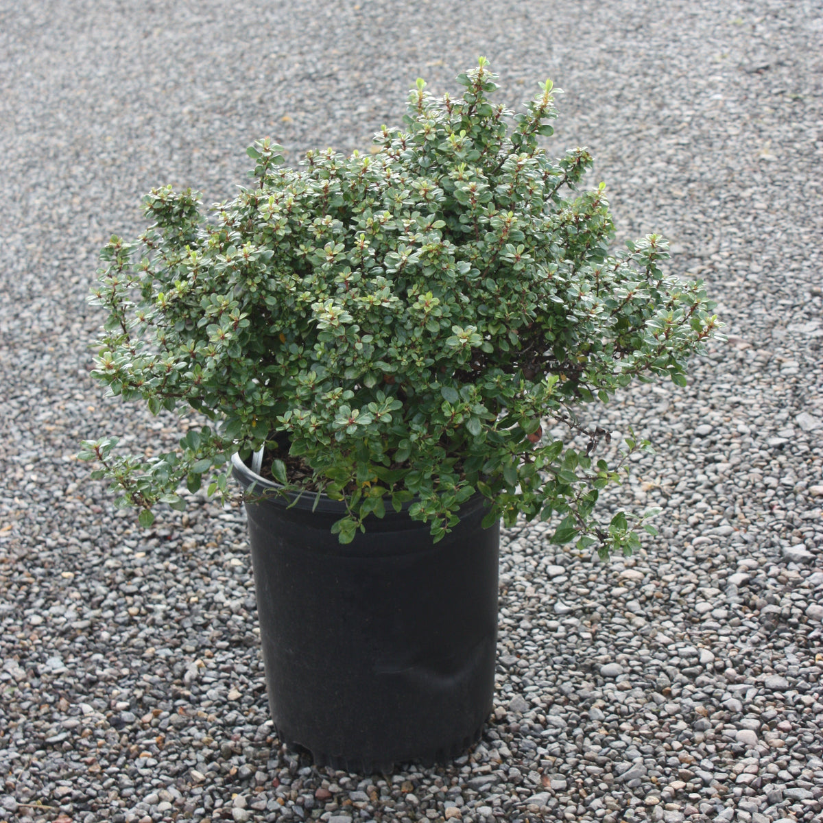 Escallonia 'Compacta' (rose)