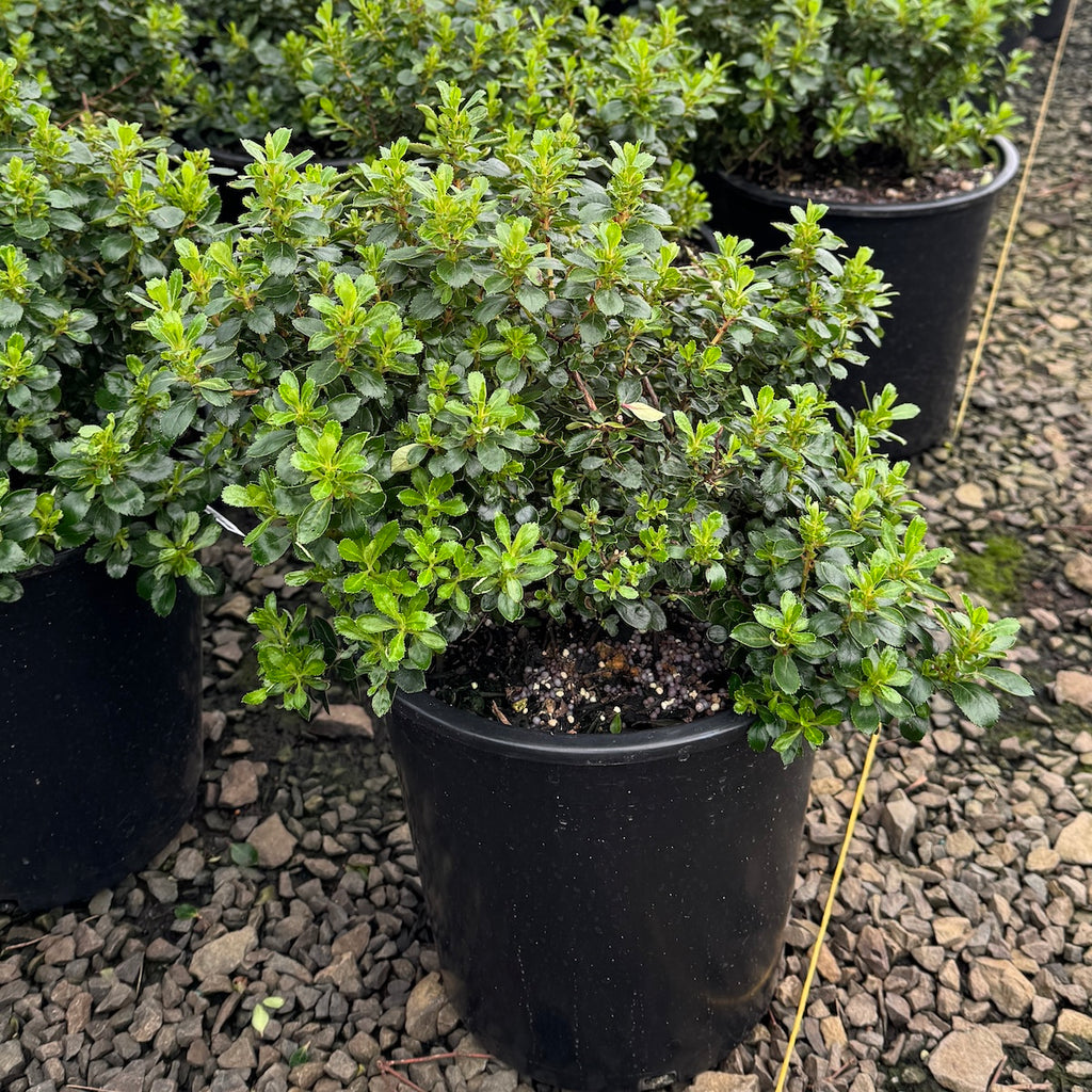 Escallonia 'Compacta' (rose)
