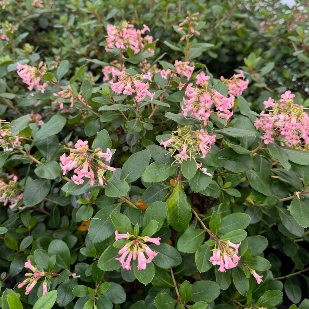 Escallonia x ex 'Pink Princess' (Fradesii)