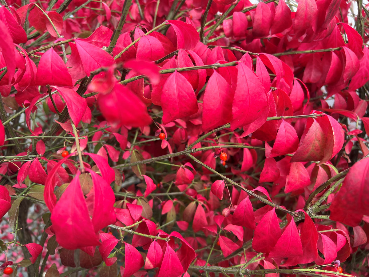 Euonymus a. 'Compacta'
