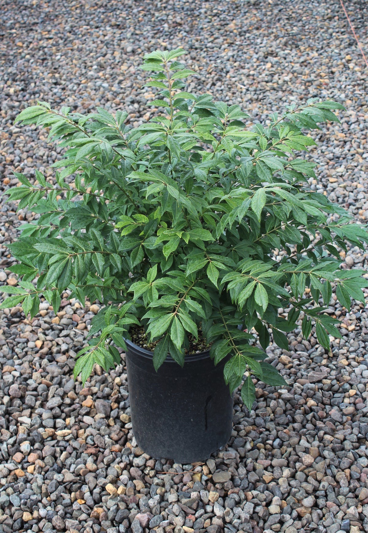 Euonymus a. 'Compacta'