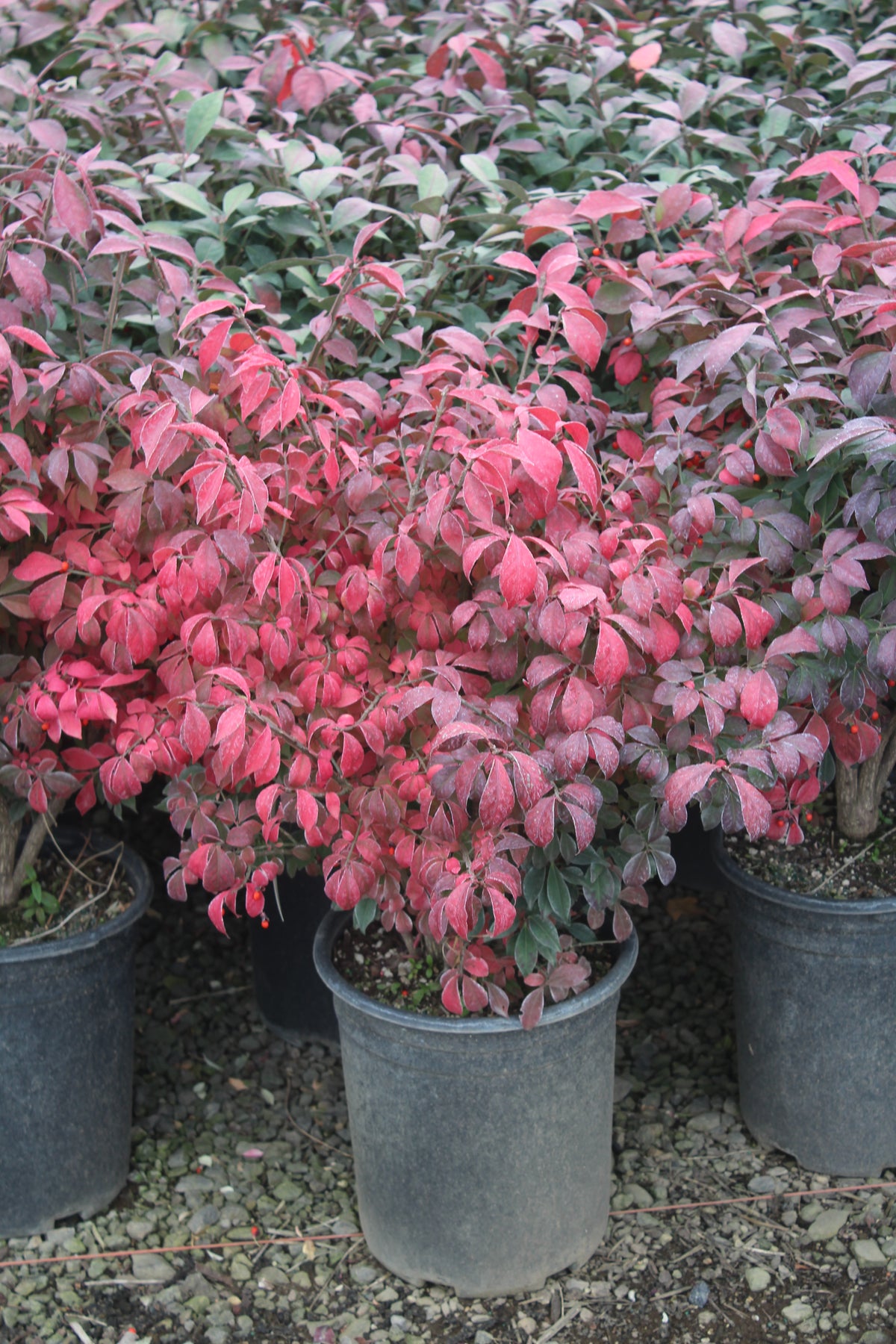 Euonymus a. 'Compacta'