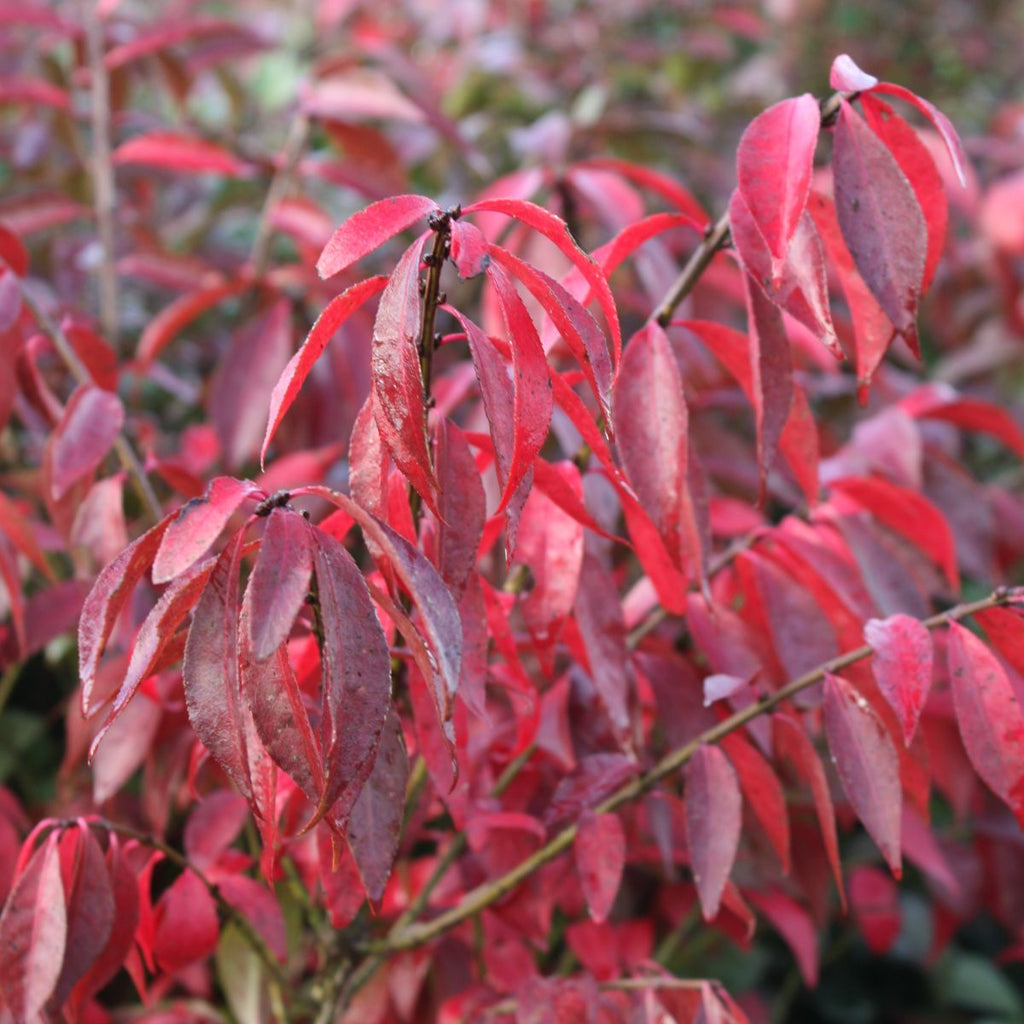Euonymus a. 'Compacta' (BBP)