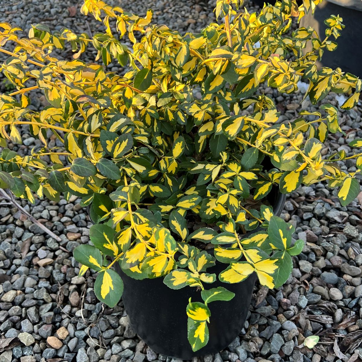 Euonymus f. 'Moonshadow'