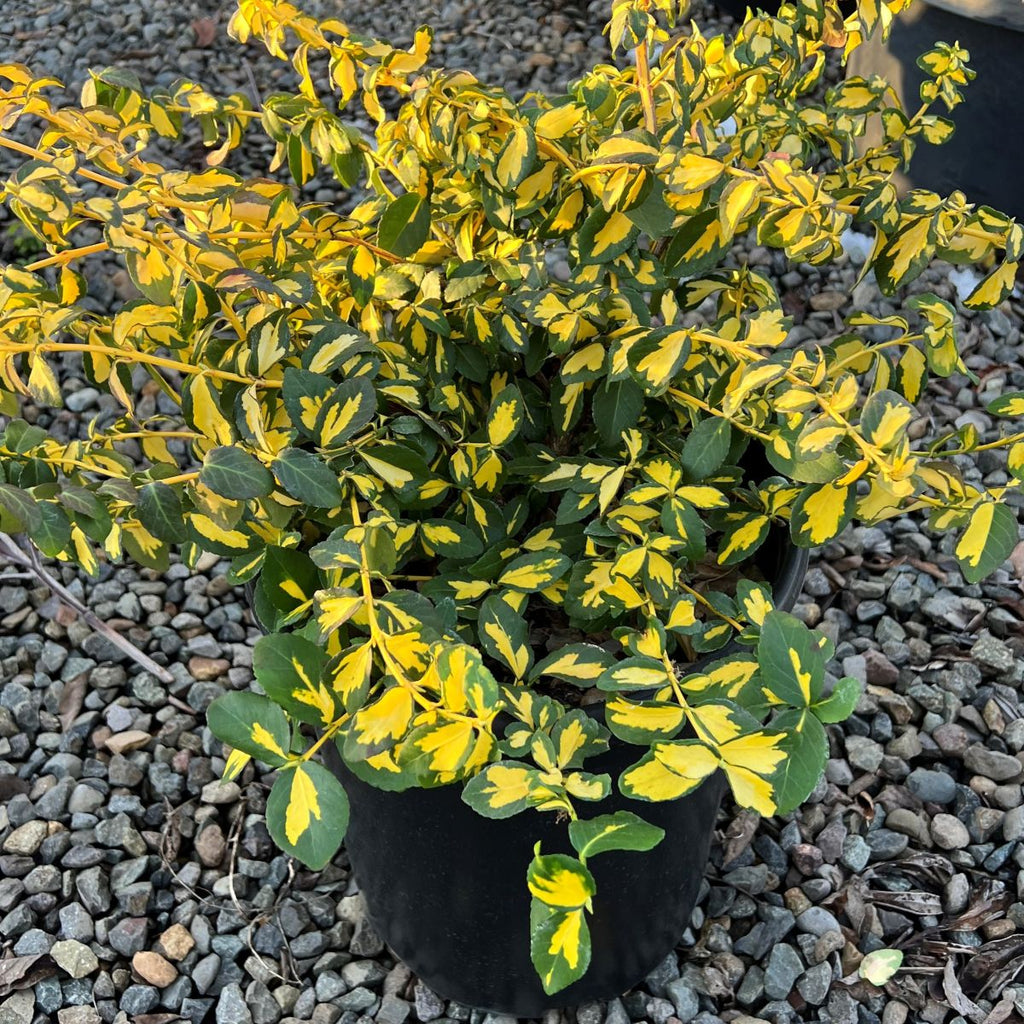 Euonymus f. 'Moonshadow'