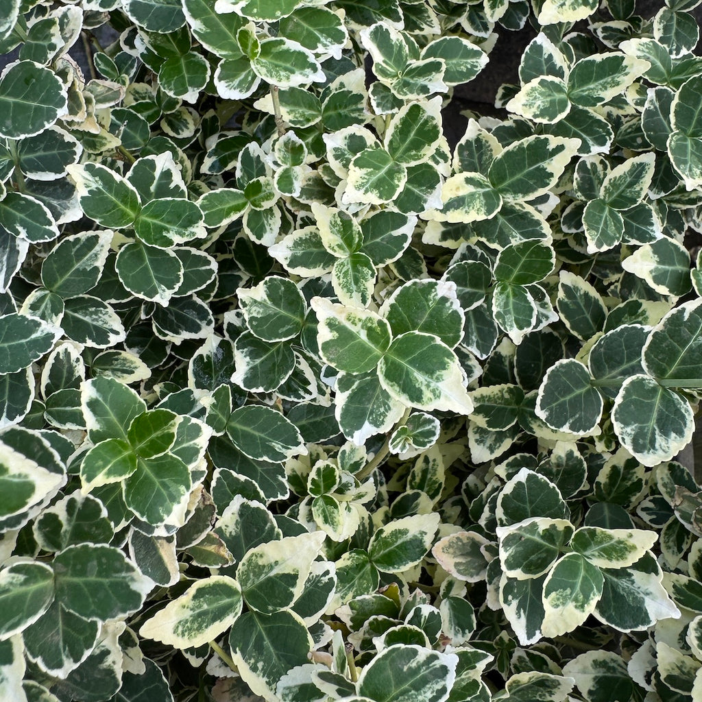 Euonymus f. 'Dan's Delight' PP26003