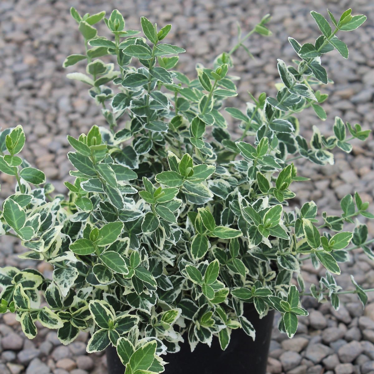 Euonymus f. 'Emerald Gaiety'