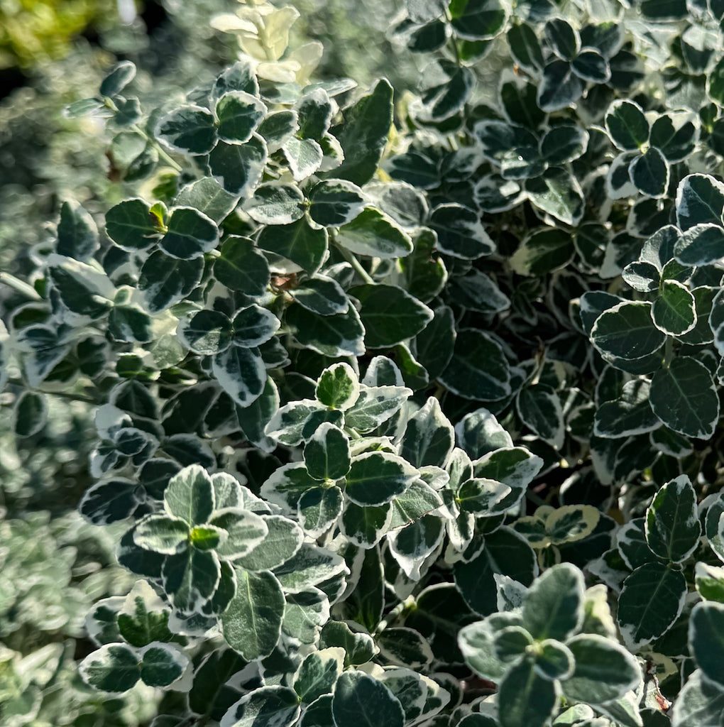 Groundcover, Euonymus f. 'Emerald Gaiety'- 25 per flat
