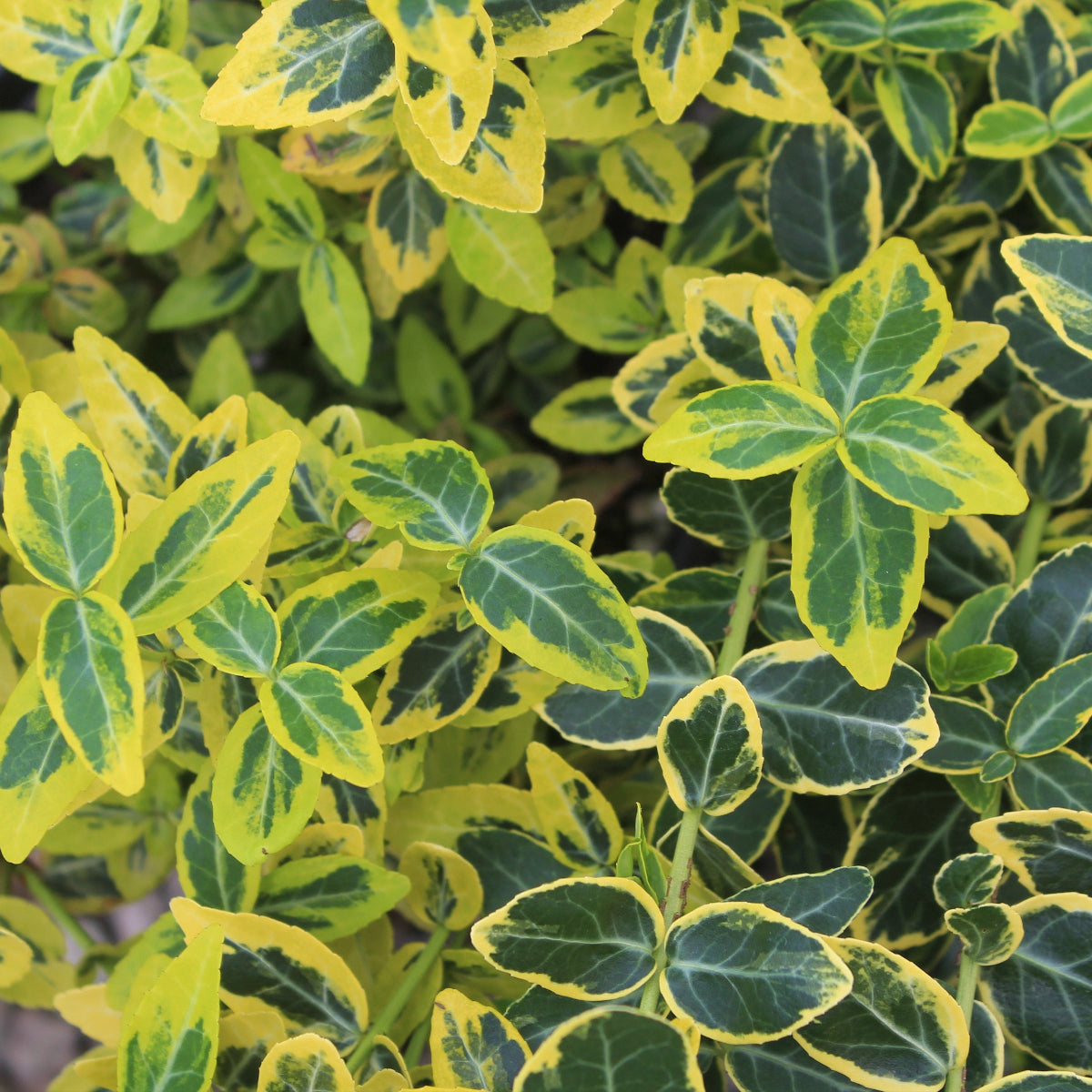 Euonymus f. 'Emerald 'n Gold'