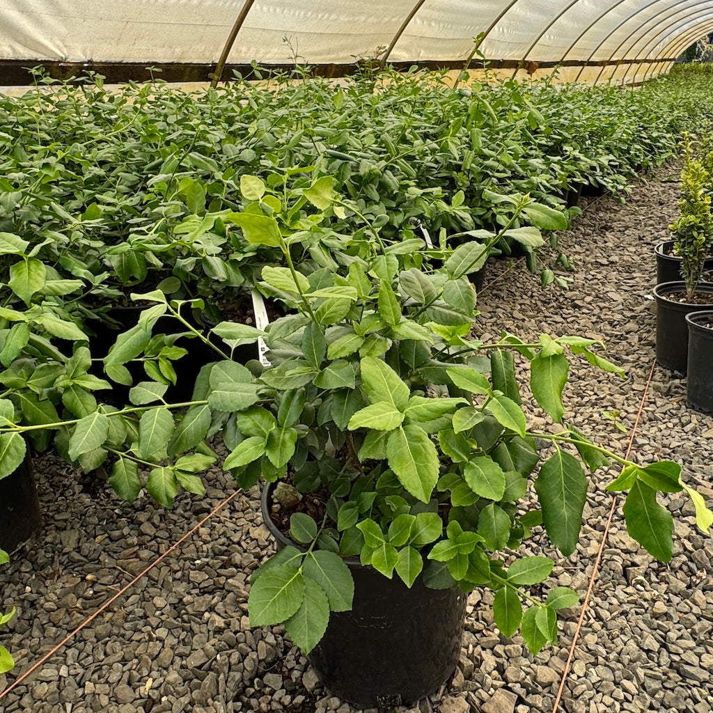 Euonymus f. 'Green Lane'