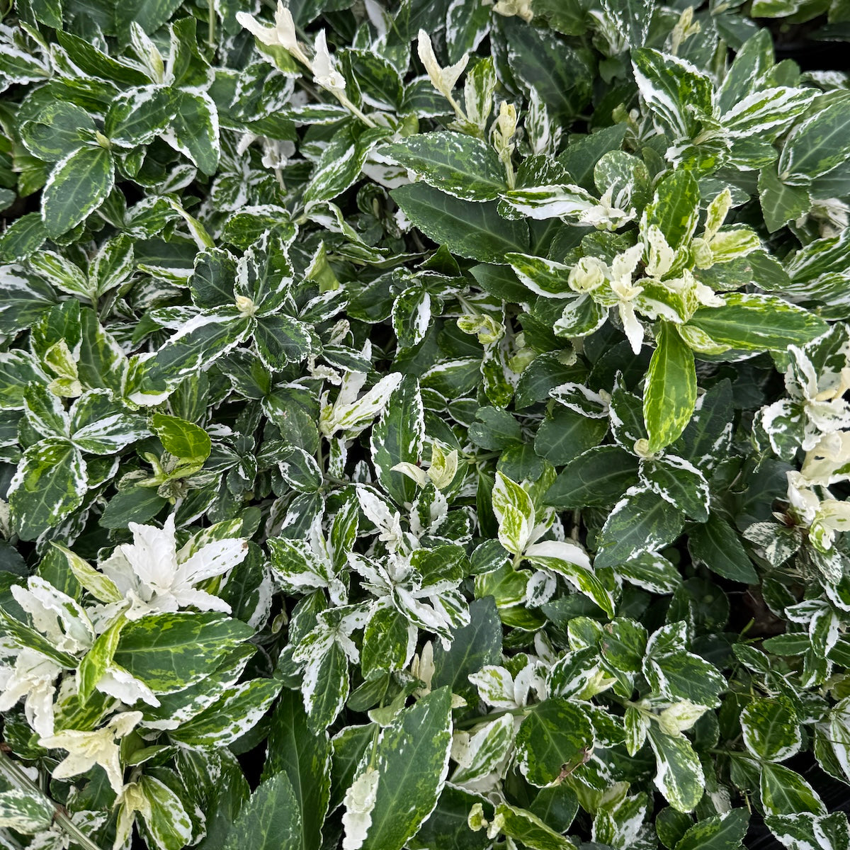 Euonymus f. 'Harlequin'