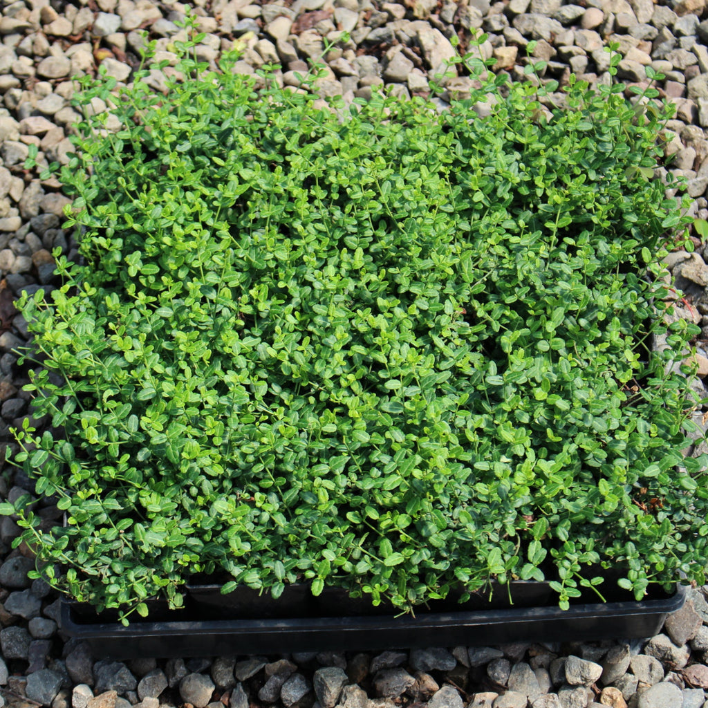 Groundcover, Euonymus f. 'Kewensis'- 25 per flat