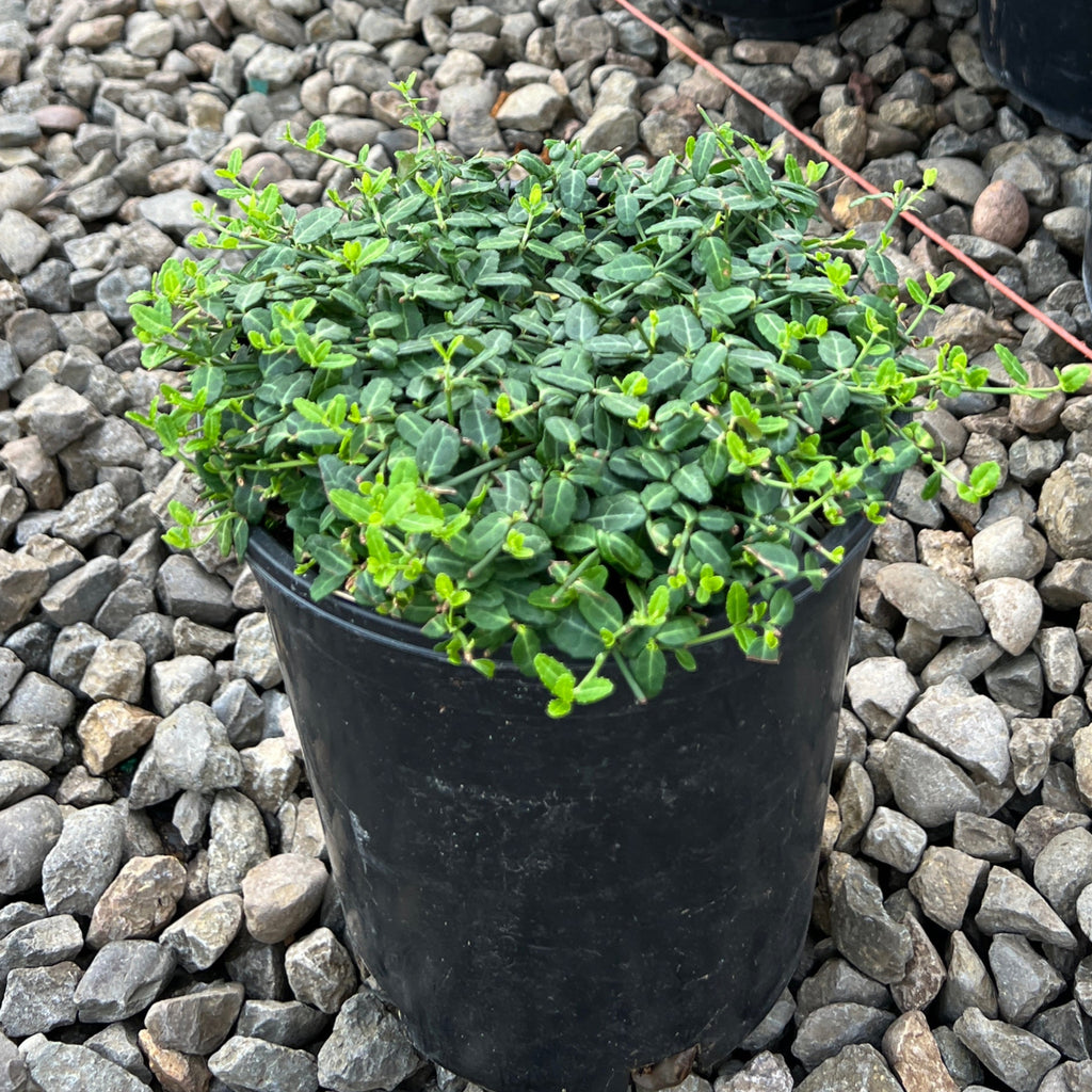 Euonymus f. 'Kewensis'