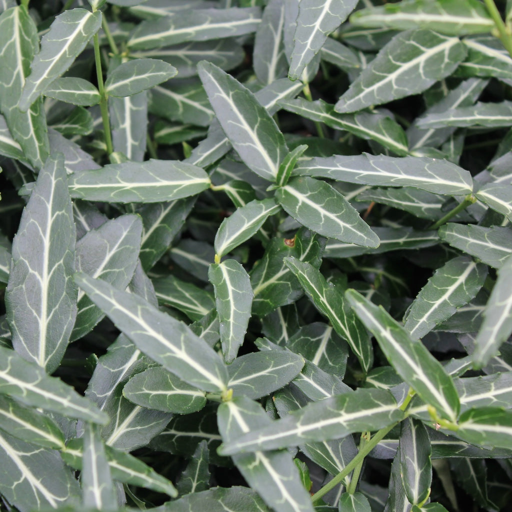 Groundcover, Euonymus f. 'Wolong Ghost'- 25 per flat