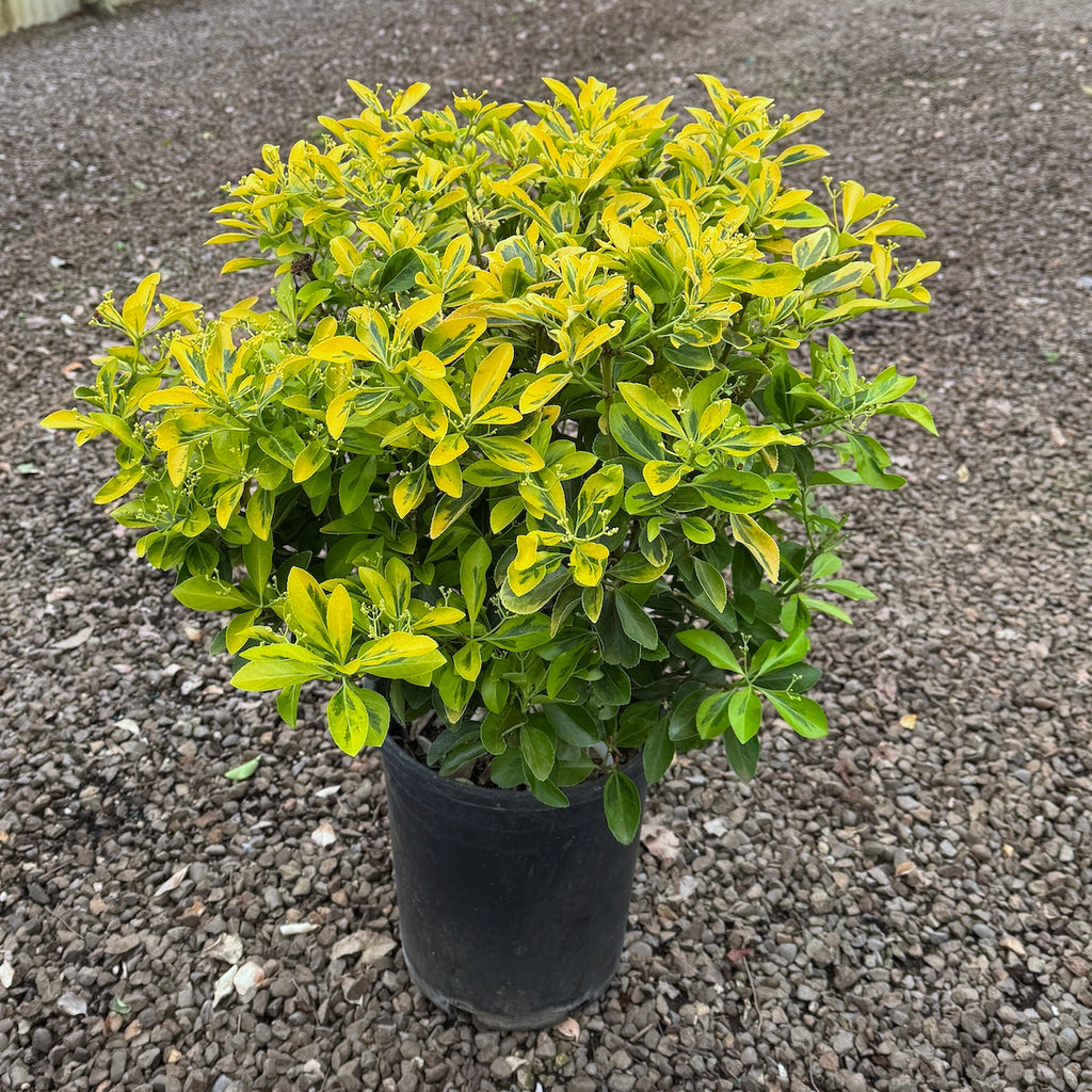 Euonymus j. 'Aureo-marginata'