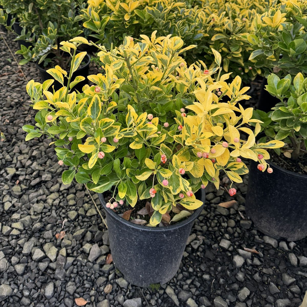 Euonymus j. 'Aureo-marginata'