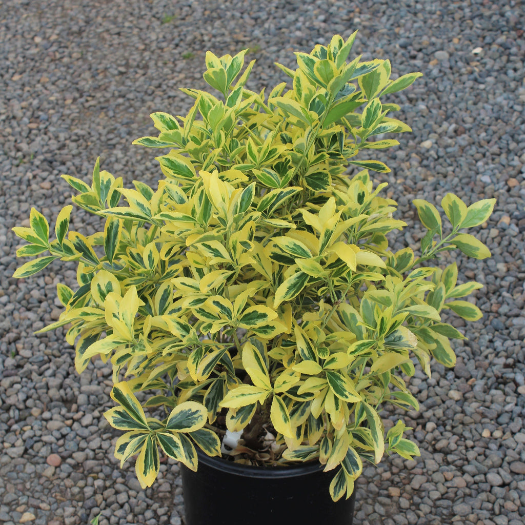Euonymus j. 'Chollipo'