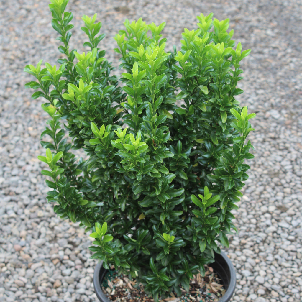 Euonymus j. 'Green Spire'