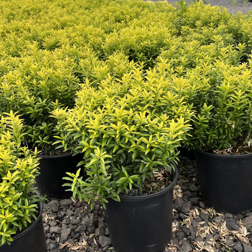 Euonymus j. ‘Happiness’ PP21823