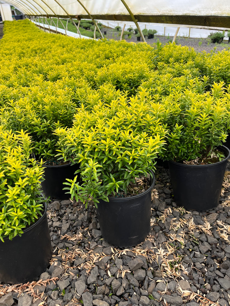 Euonymus j. ‘Happiness’ PP21823