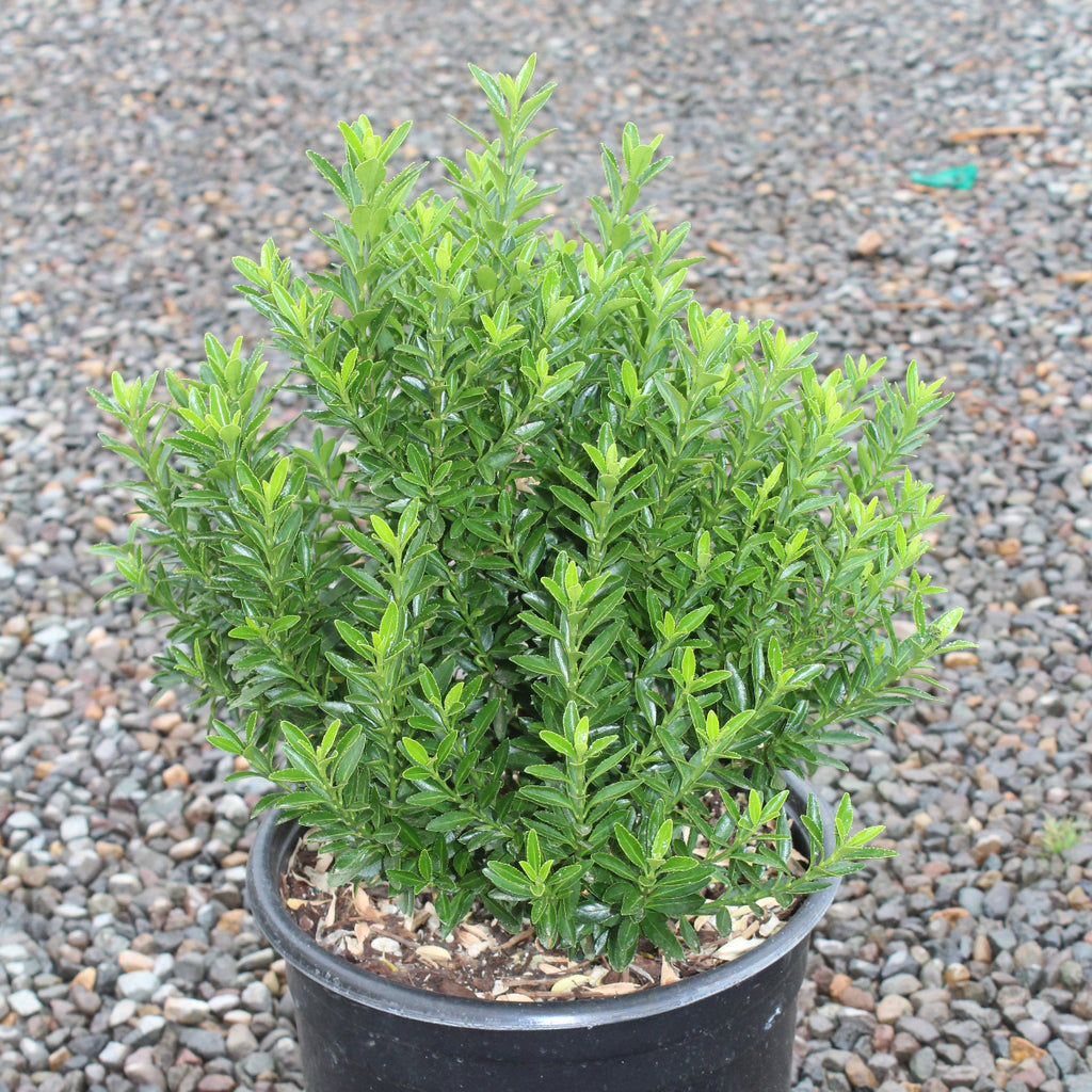Euonymus j. 'Microphyllus'