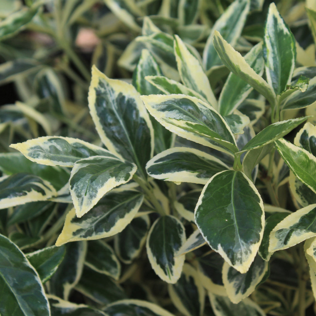 Euonymus j. 'Silver King'