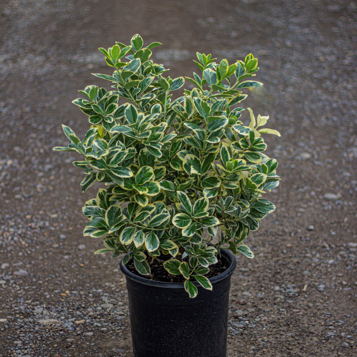 Euonymus j. 'Silver Queen'