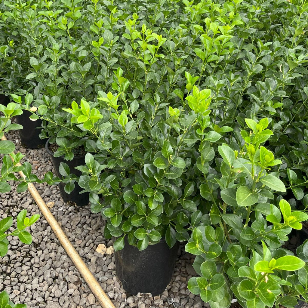 Euonymus k. 'Manhattan'