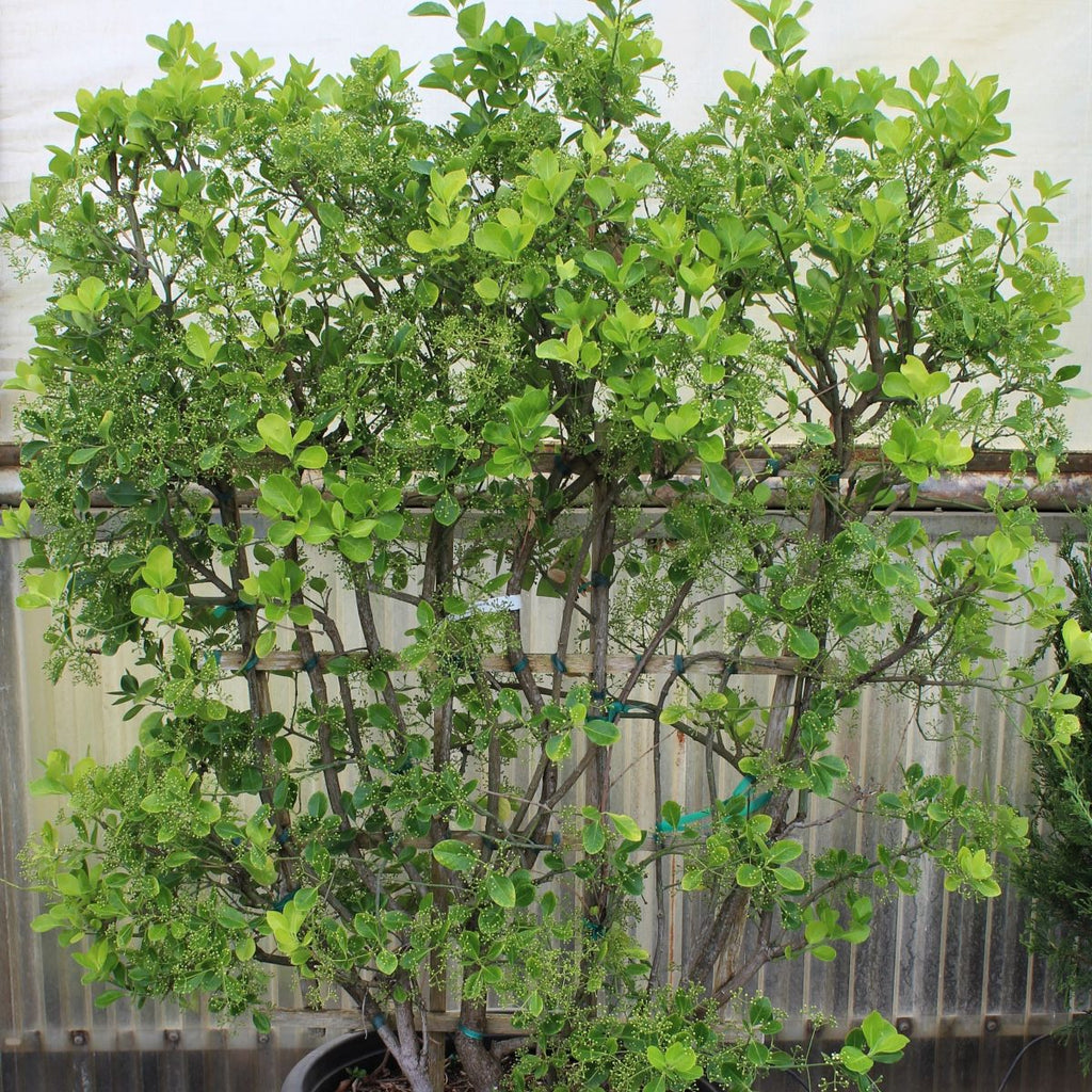 Euonymus k. 'Manhattan', ESPALIER
