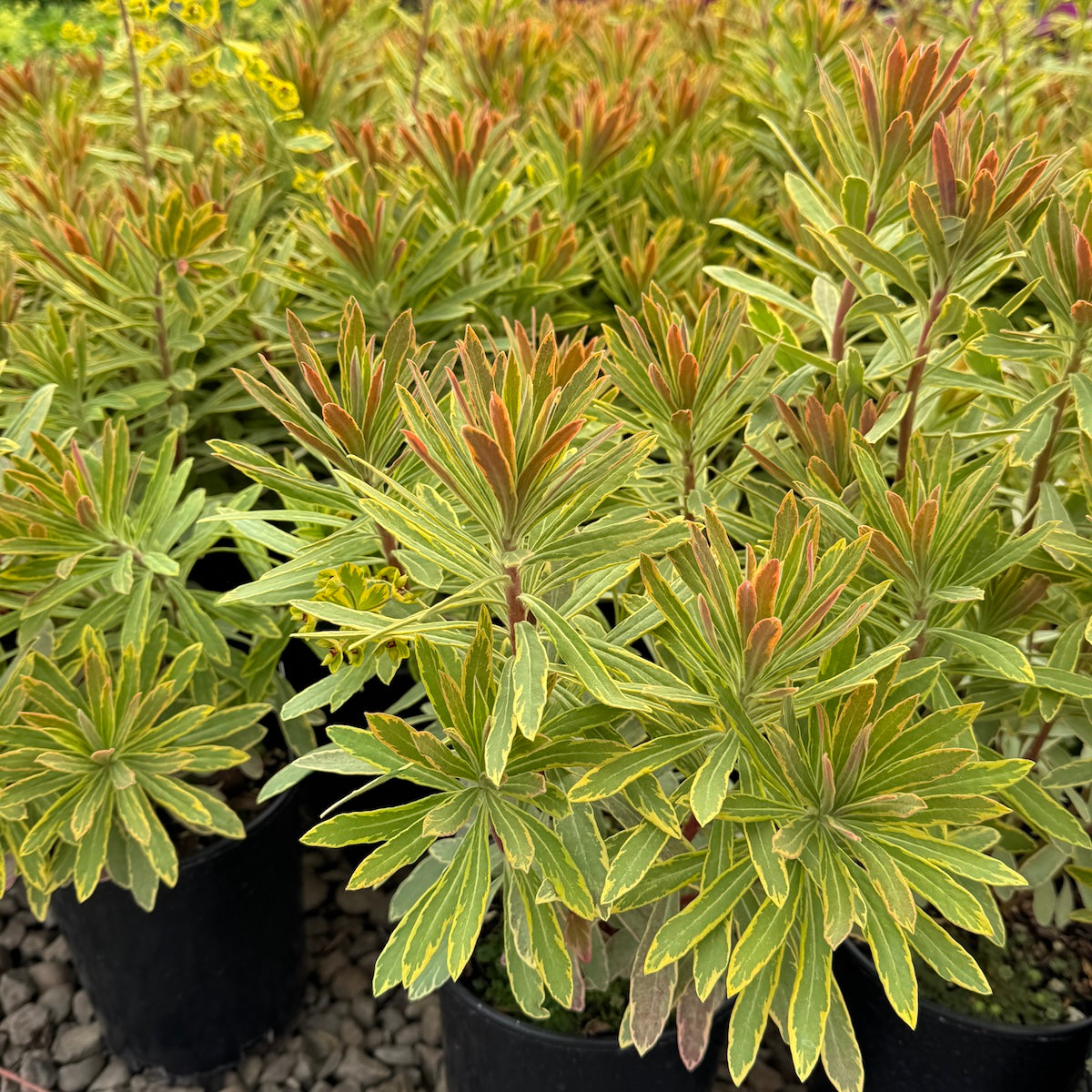 Euphorbia 'Ascot Rainbow'