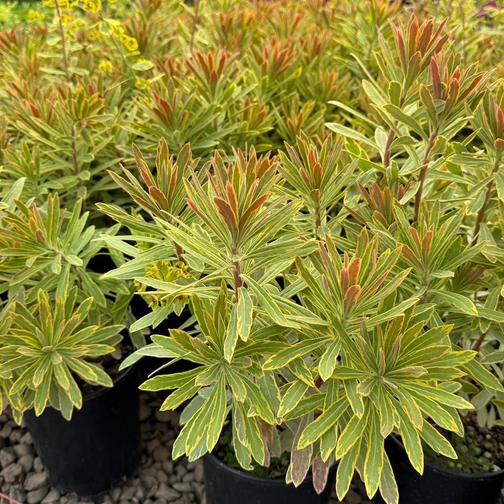 Euphorbia 'Ascot Rainbow'