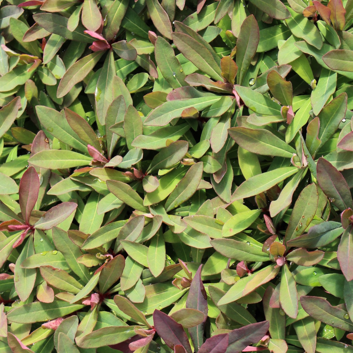 Euphorbia 'Ruby Glow'