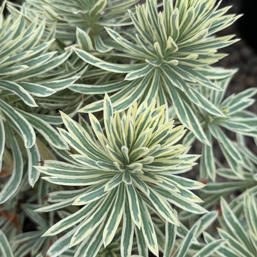 Euphorbia ch. 'Tasmanian Tiger' PP15715