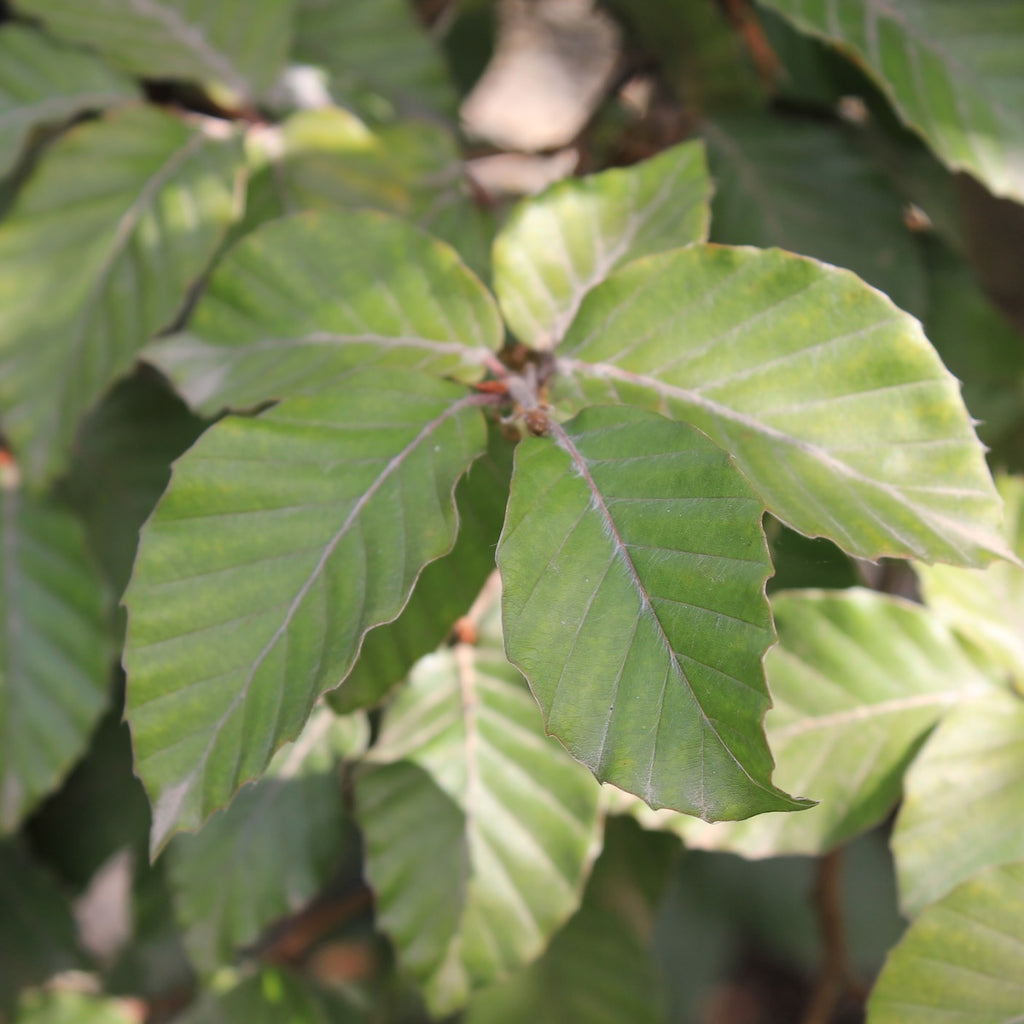 Fagus S. 'Atropunicea' (BBP)