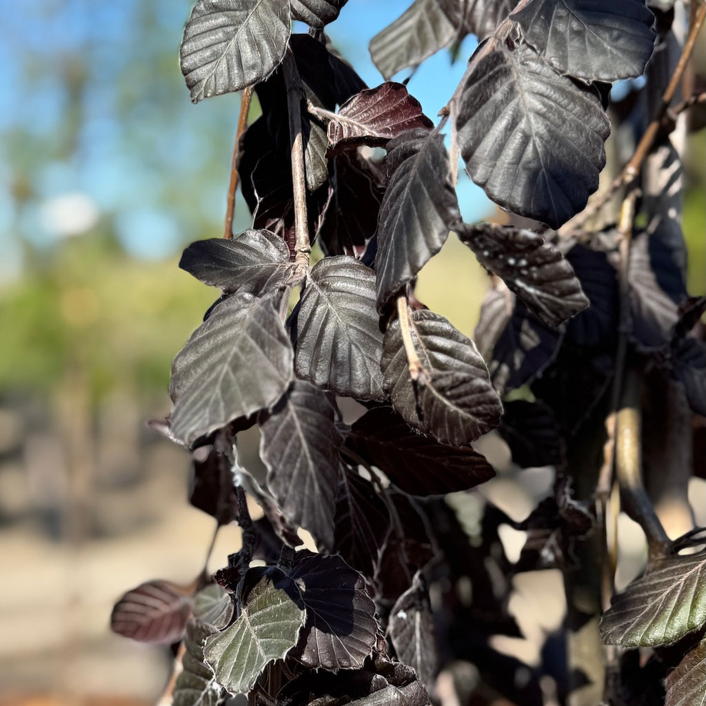 Fagus s. 'Purple Fountain'