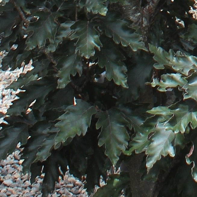 Fagus s. 'Rohanii'